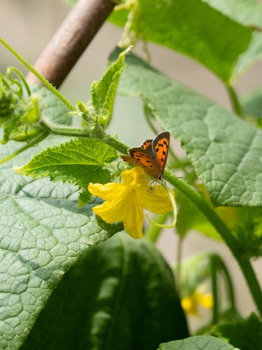 Small Copper