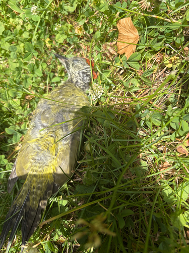 Eurasian Green Woodpecker