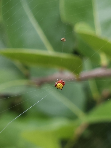 Spinybacked Orbweaver