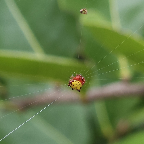 Spinybacked Orbweaver