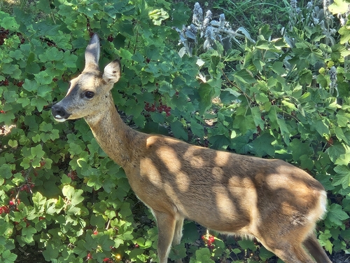 Western Roe Deer