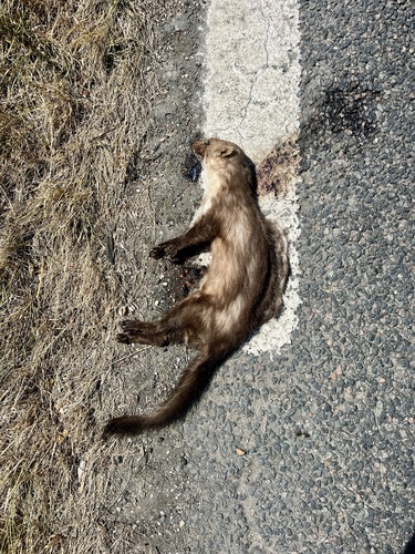 Stone Marten