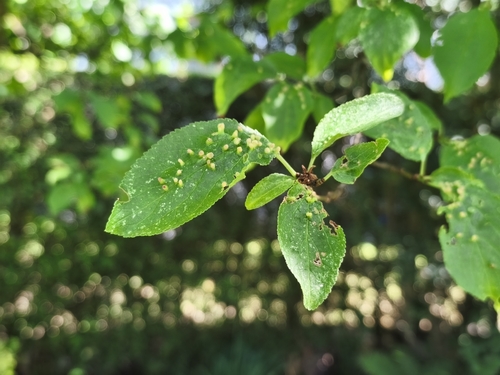 Phyllocoptes eupadi