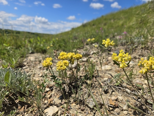 alpine golden buckwheat