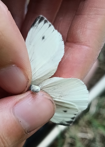 Green-veined White