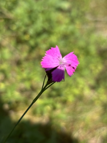 Carthusian Pink