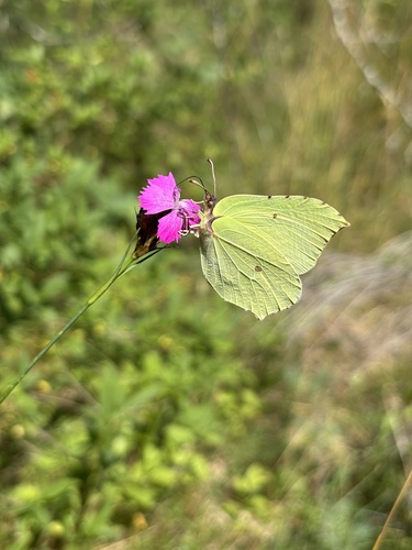 Common Brimstone
