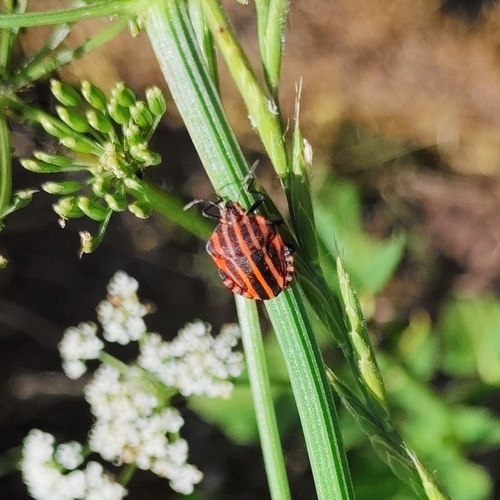 Continental Striped Shield Bug