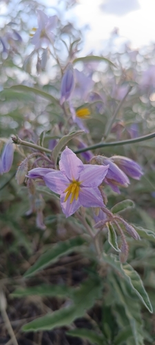 silverleaf nightshade