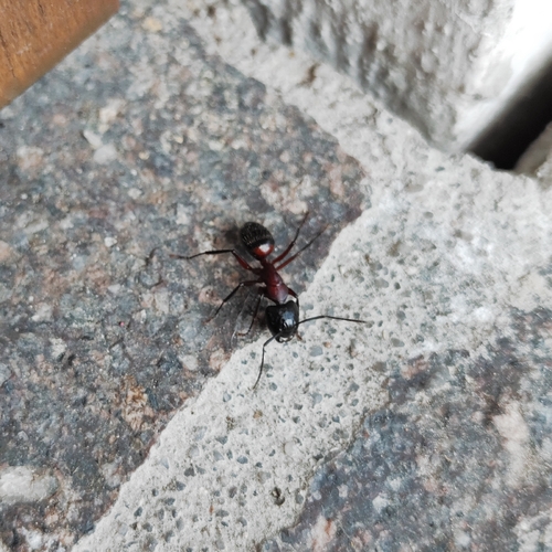 Brown-black Carpenter Ant