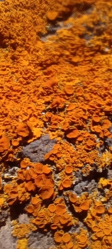 Common Sunburst Lichen