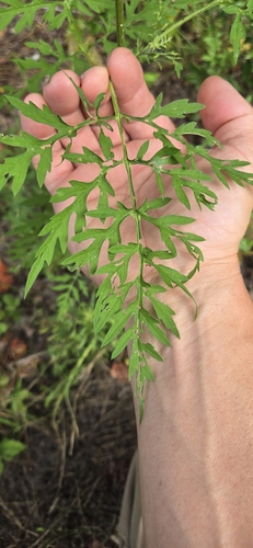common ragweed