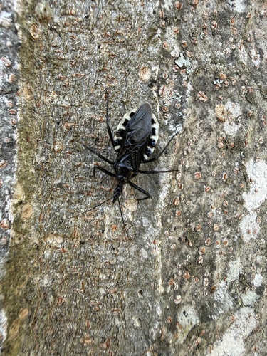 Japanese Assassin Bug