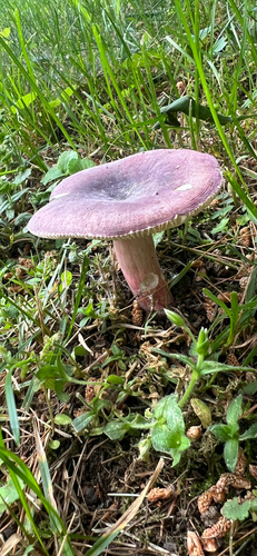 purple-bloom russula