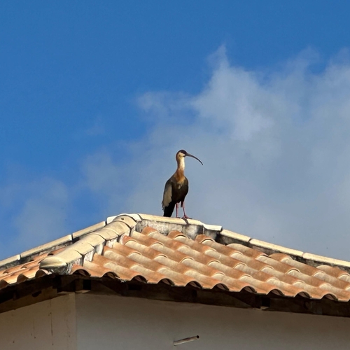 Buff-necked Ibis