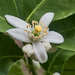 Rutaceae - Photo (c) Andres Hernandez, כל הזכויות שמורות, uploaded by Andres Hernandez