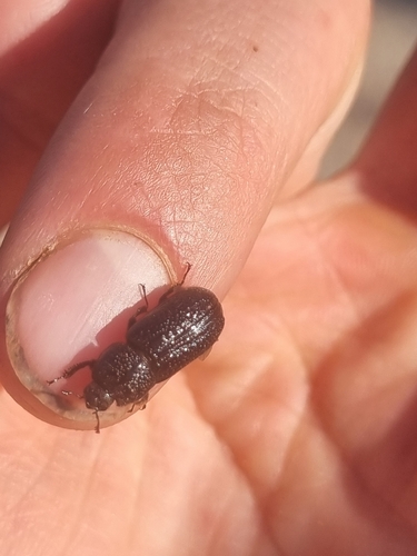Horned Stag Beetle