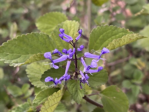 Zulu Spurflower
