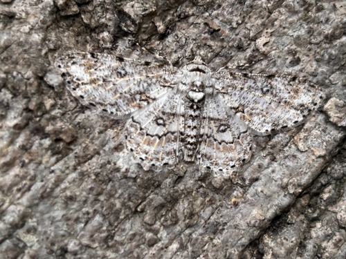 Pallid Grey