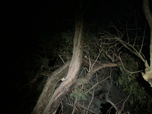 Eastern Ring-tailed Possum