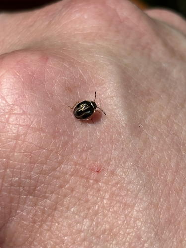 iNaturalist observation photo of Mormidea