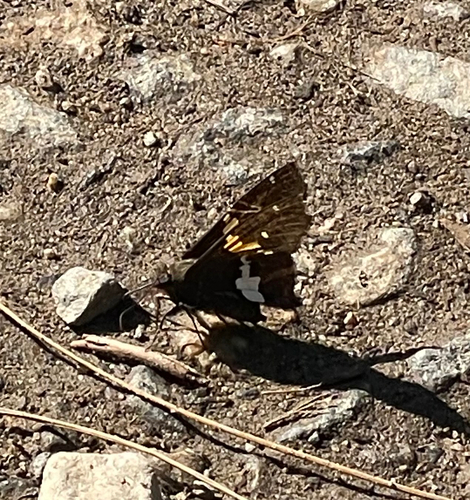 iNaturalist observation photo of Silver-spotted Skipper