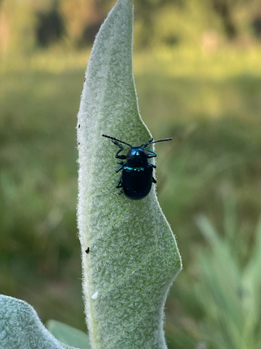 iNaturalist observation photo of Cobalt Milkweed Beetle