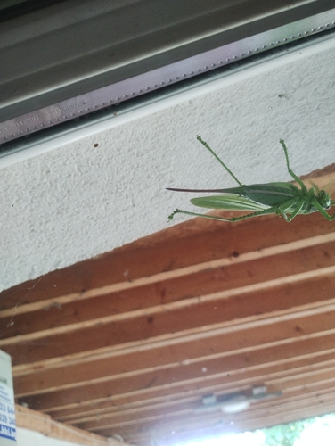 Eastern Green Bush-cricket