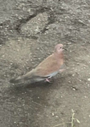 Laughing Dove