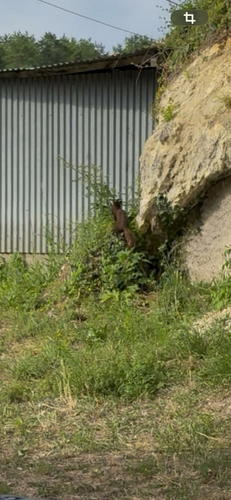 Eurasian Pine Marten