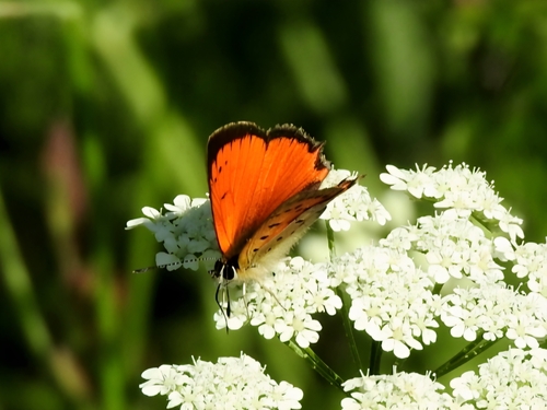 Grecian Copper