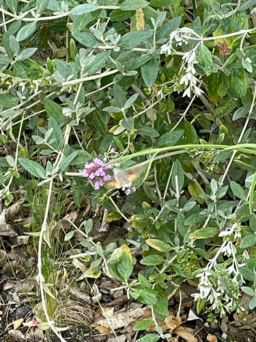 Eurasian Hummingbird Hawkmoth