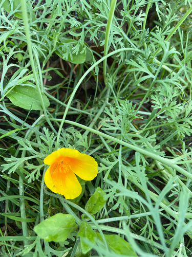 California poppy