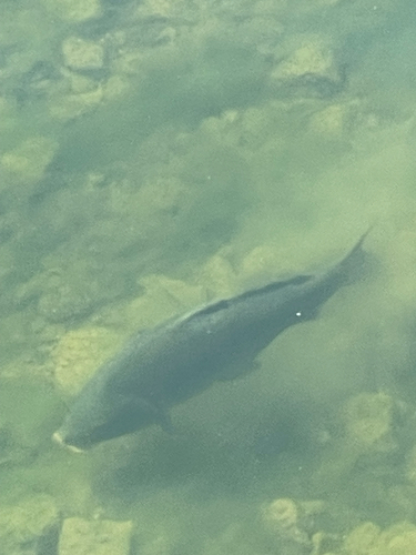 European Carp