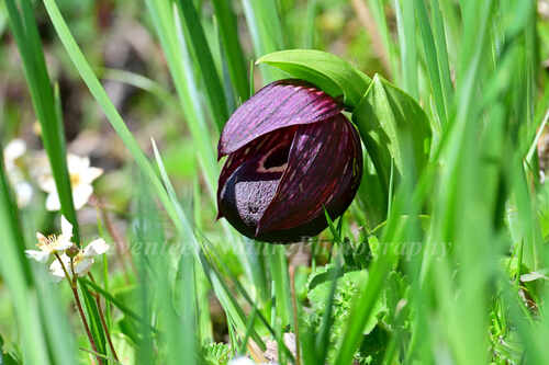 Tibetan Lady's Slipper Orchid