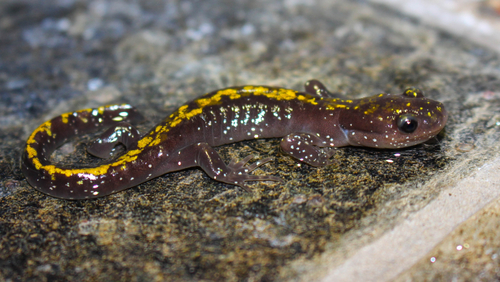 Long-toed Salamander
