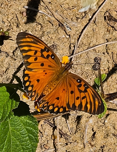 Dione vanillae maculosa