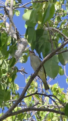 Black-whiskered Vireo