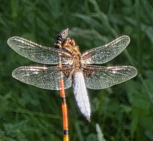 Broad-bodied Chaser