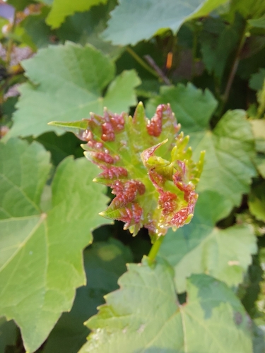 Grape Erineum Mite