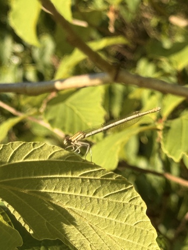 Blue Featherleg