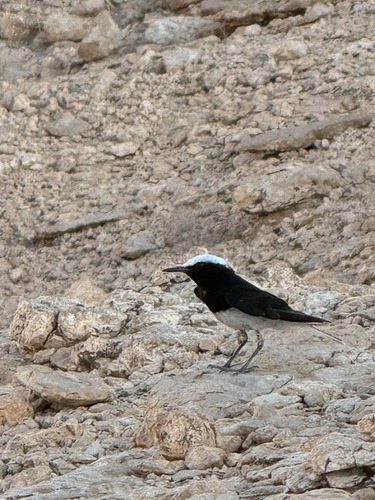 Hooded Wheatear