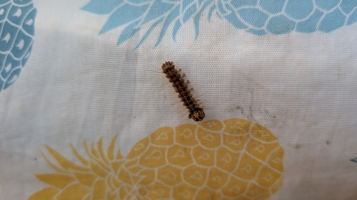 Spongy Moth