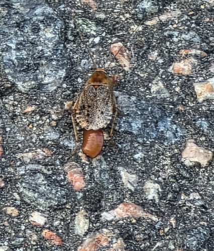 Dusky Cockroach