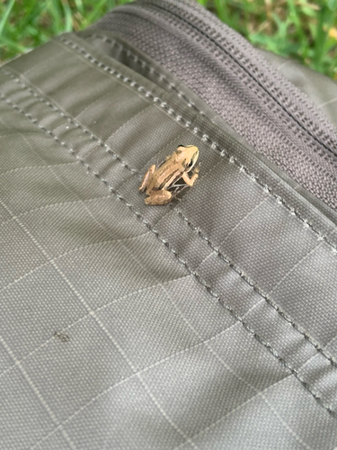 Boreal Chorus Frog
