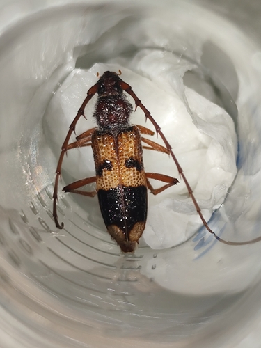 Lesser Eucalyptus Longhorn Beetle