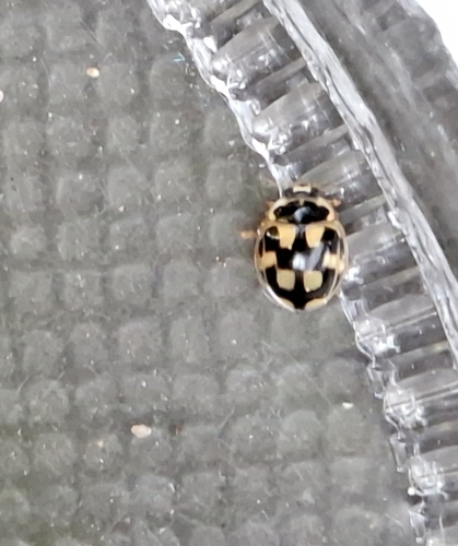 Fourteen-spotted Lady Beetle