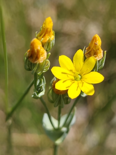 Yellow-wort