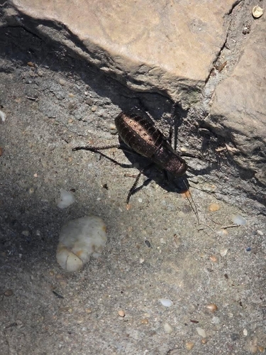 Bronze Glandular Bush-cricket