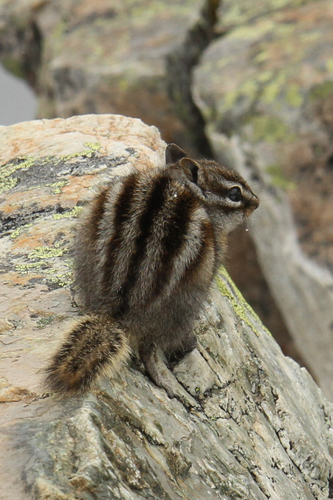 Least Chipmunk